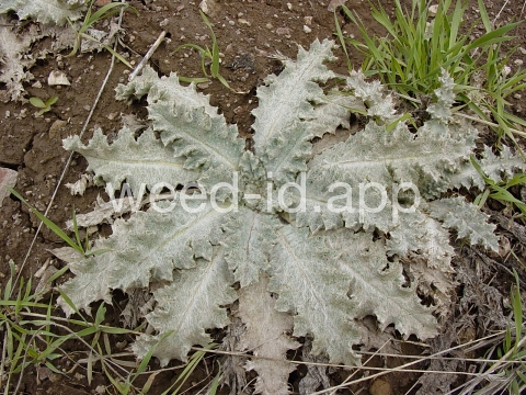 thistle, Scotch